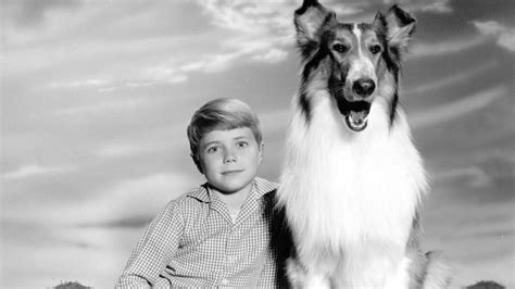 Lassie's magical influence: How the beloved collie has shaped popular culture